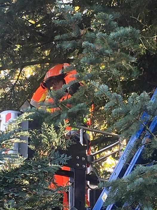 Bilder Baumdienst Daniel Laker