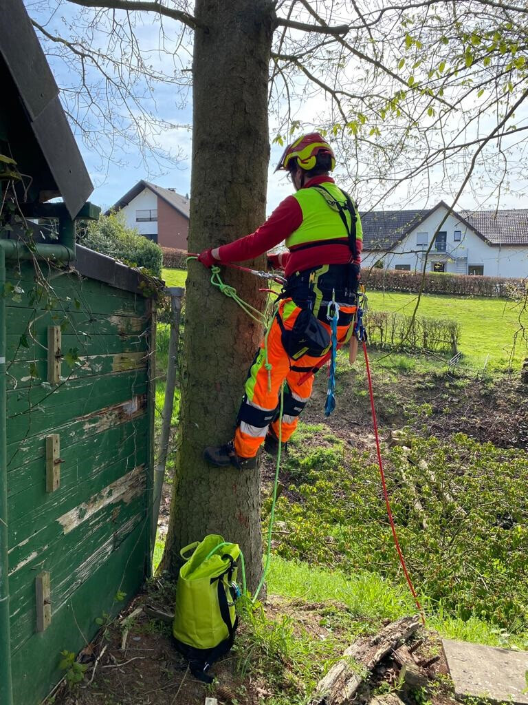 Bilder Baumdienst Daniel Laker