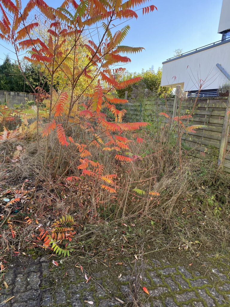 Bilder Lanic UG (haftungsbeschränkt)