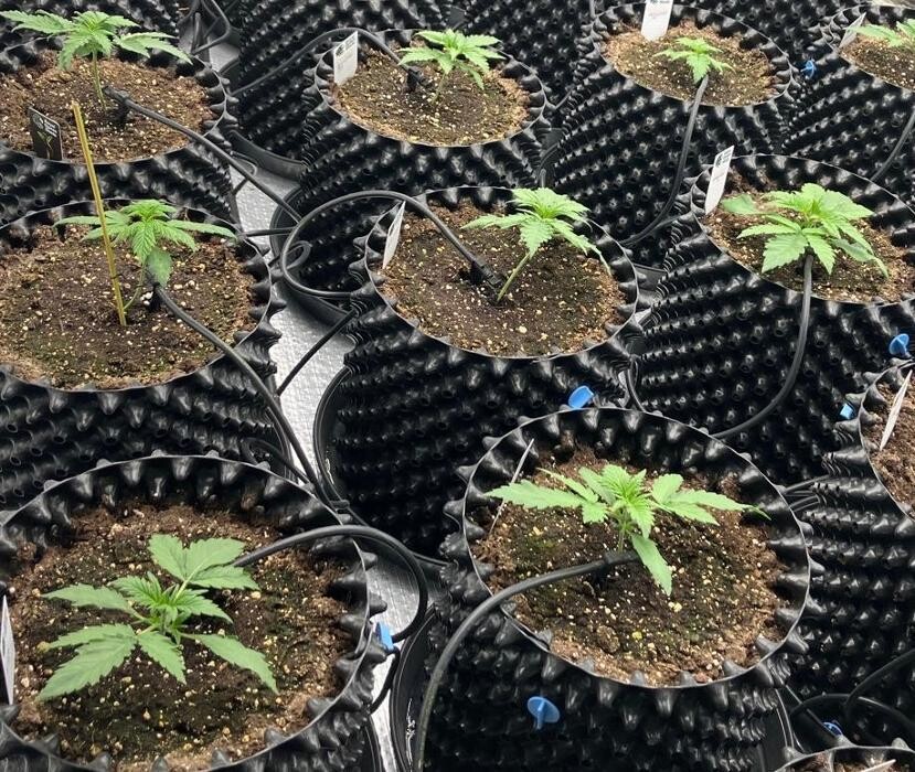 Bilder Cannabis Club LDS