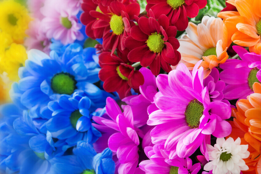 Bilder Bellinghausen Garten & Zaun