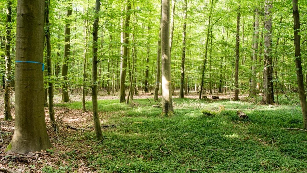 Bilder FriedWald Main-Tauber