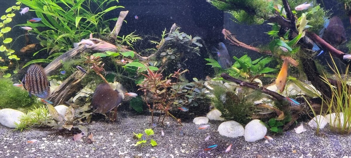 Bilder Helmut Galler