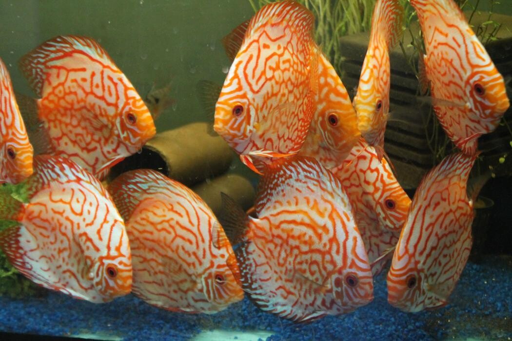 Bilder Helmut Galler