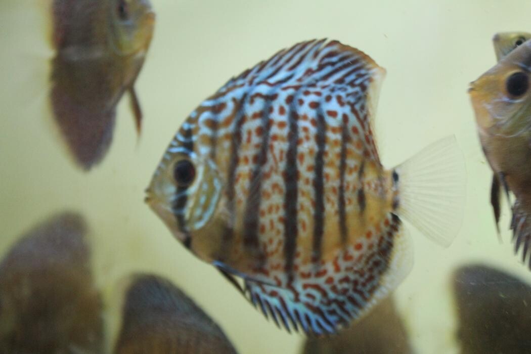 Bilder Helmut Galler