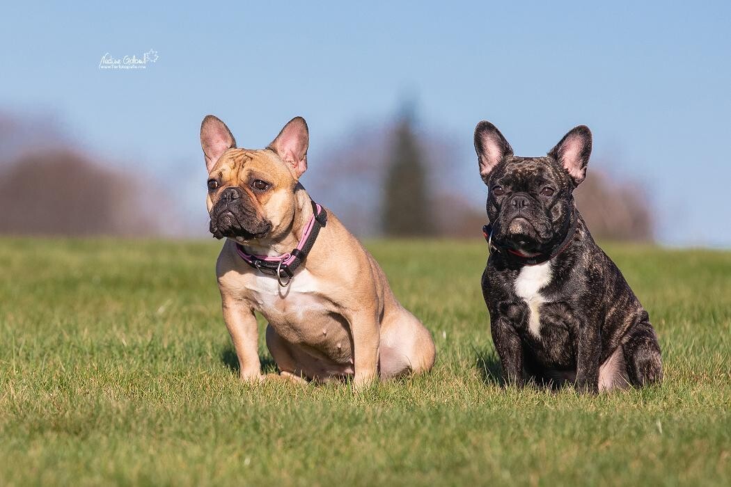 Bilder Fantastic Dogs