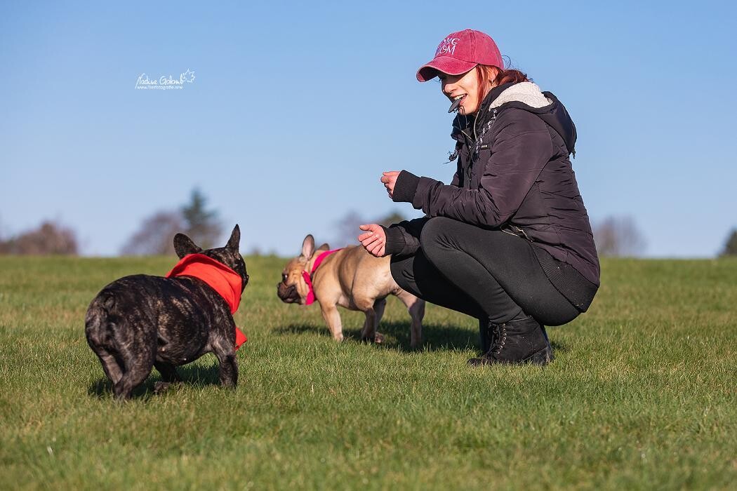 Bilder Fantastic Dogs