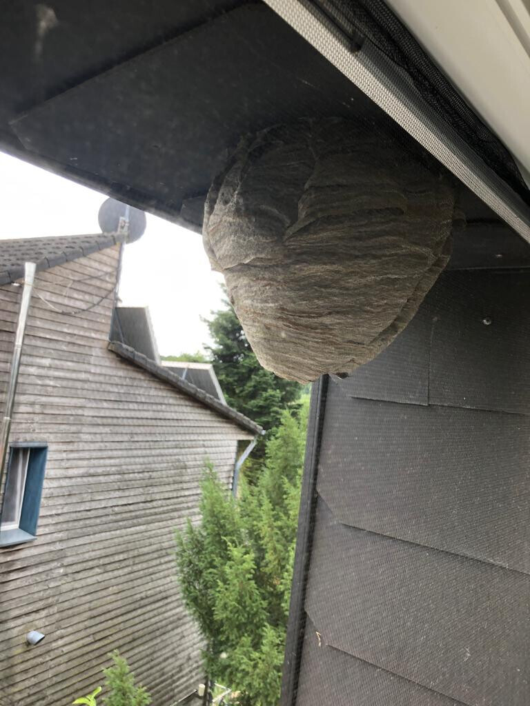 Bilder Avispa Schädlingsbekämpfung