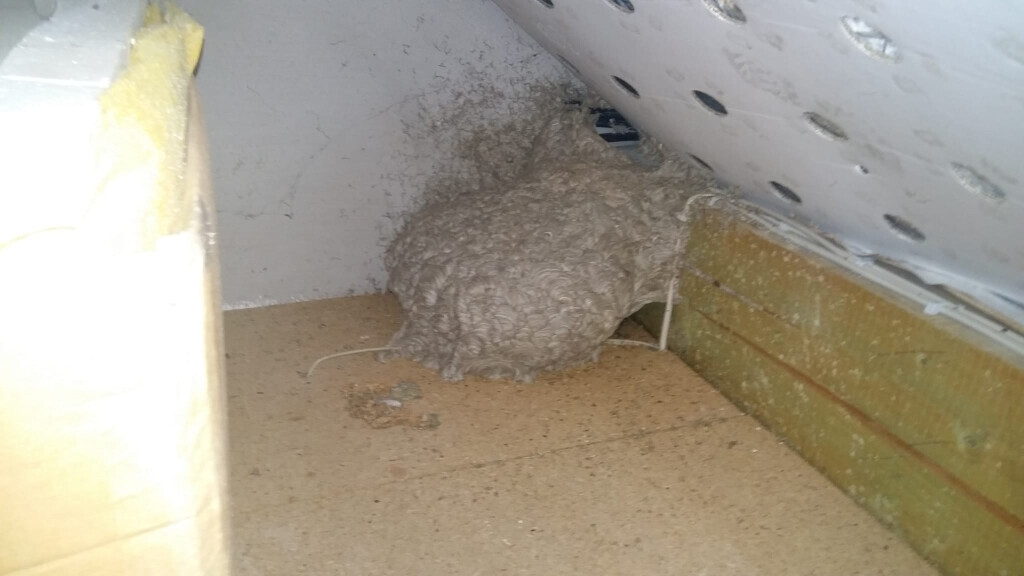 Bilder Avispa Schädlingsbekämpfung