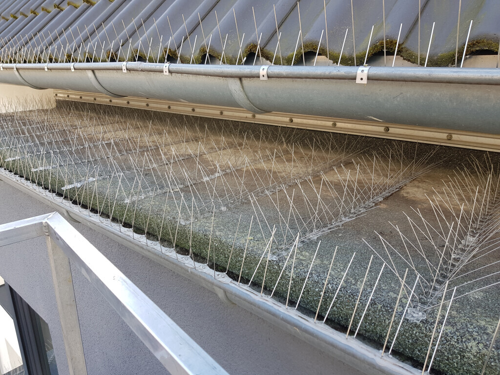 Bilder Avispa Schädlingsbekämpfung