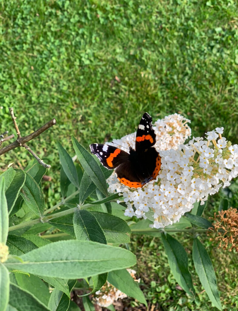Bilder Tierbestatter für Dortmund