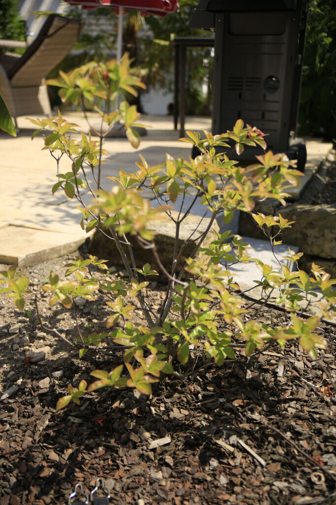 Bilder Elztal Gartenbau