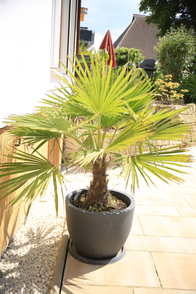 Bilder Elztal Gartenbau