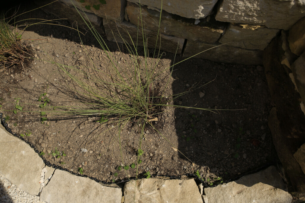 Bilder Elztal Gartenbau