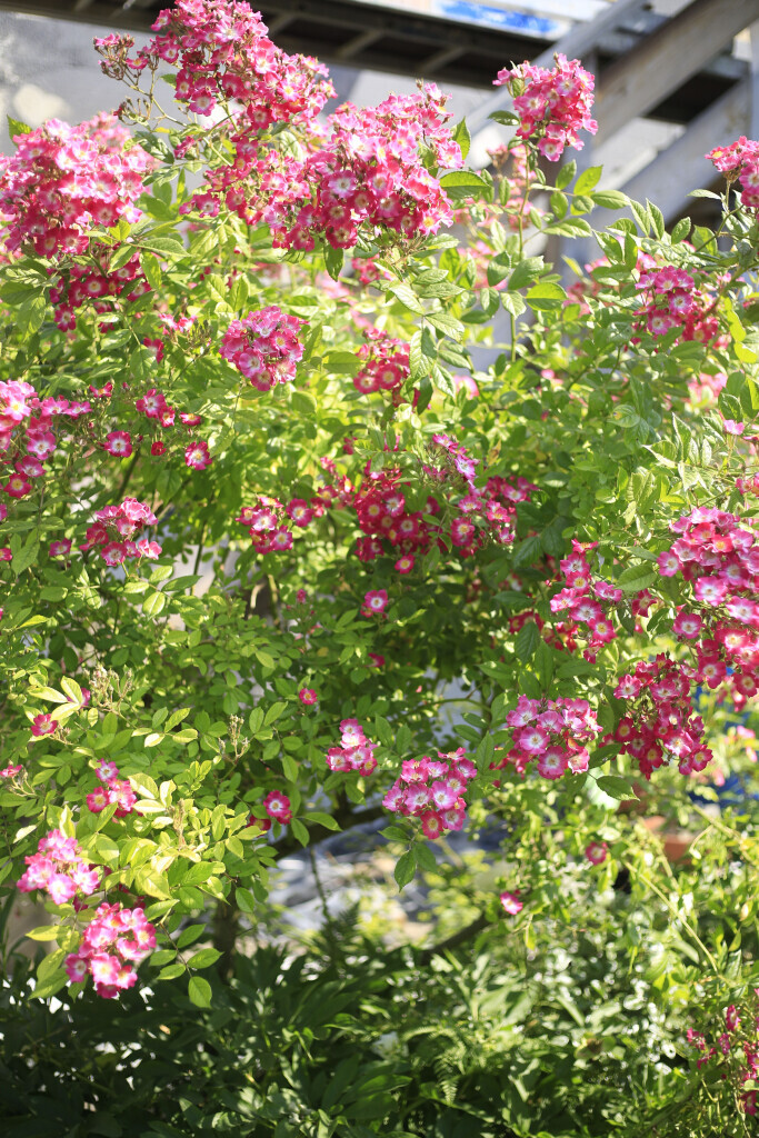 Bilder Elztal Gartenbau