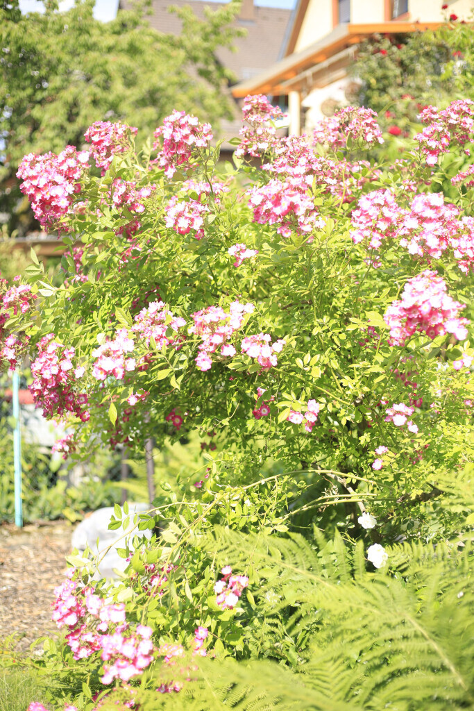 Bilder Elztal Gartenbau