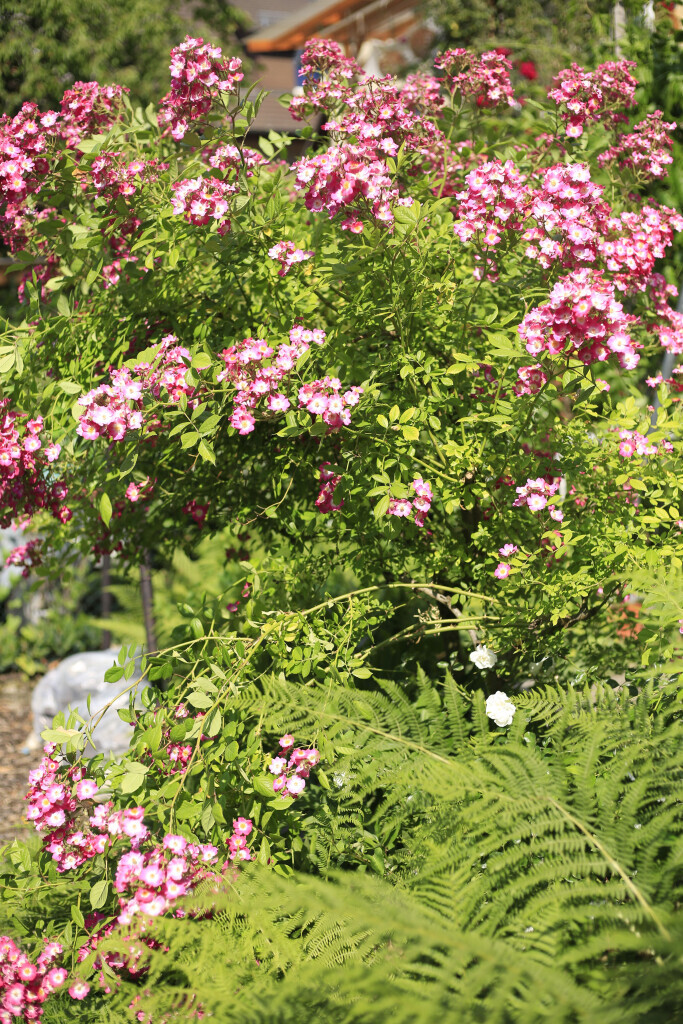 Bilder Elztal Gartenbau