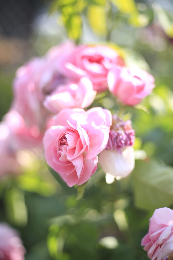 Bilder Elztal Gartenbau