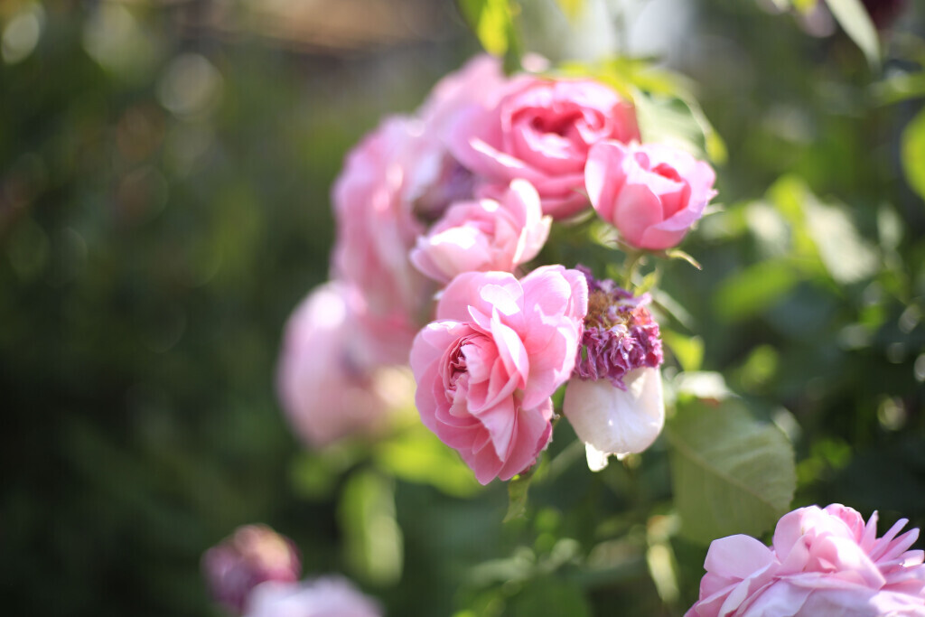 Bilder Elztal Gartenbau