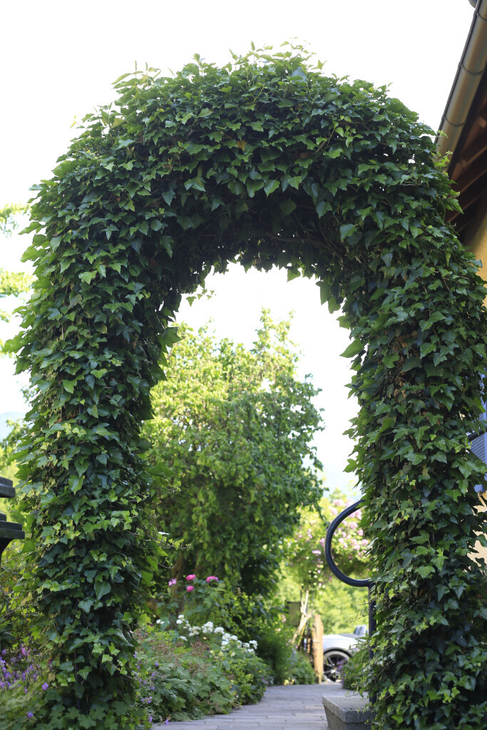 Bilder Elztal Gartenbau