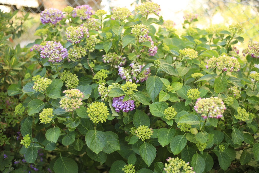 Bilder Elztal Gartenbau