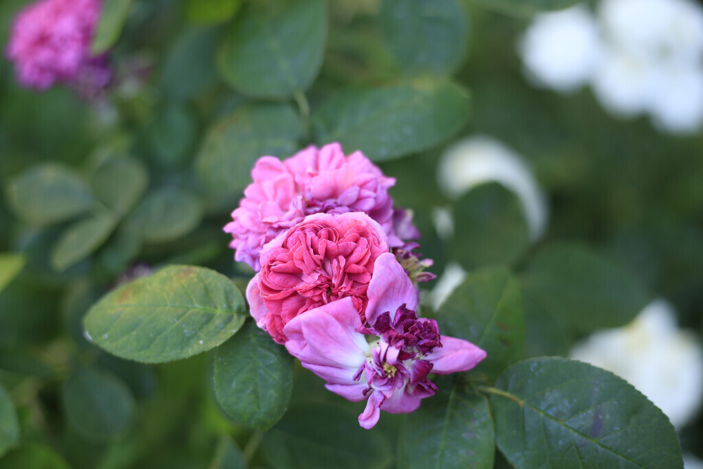 Bilder Elztal Gartenbau