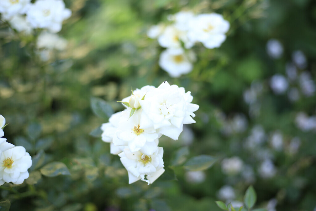 Bilder Elztal Gartenbau