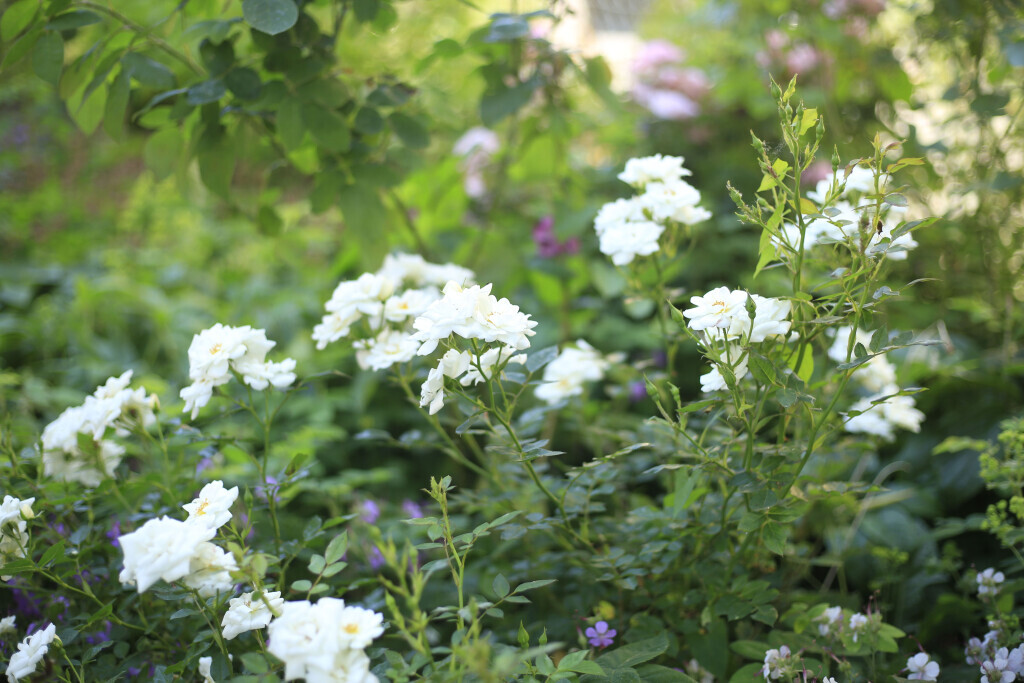 Bilder Elztal Gartenbau