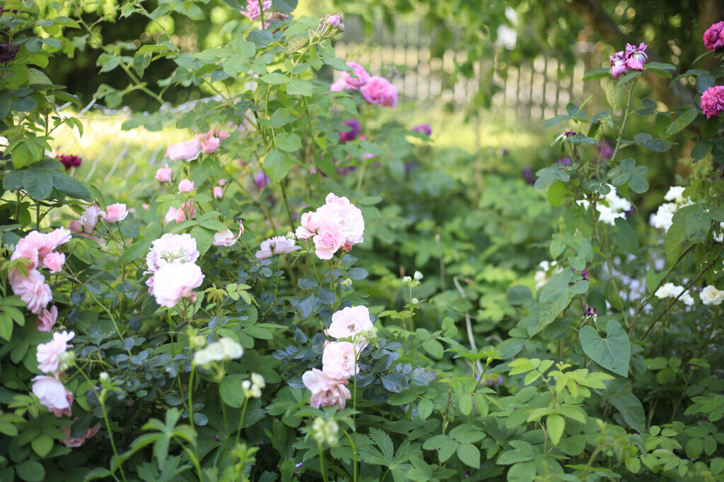 Bilder Elztal Gartenbau