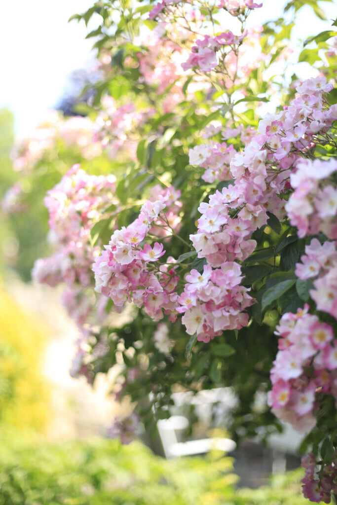 Bilder Elztal Gartenbau