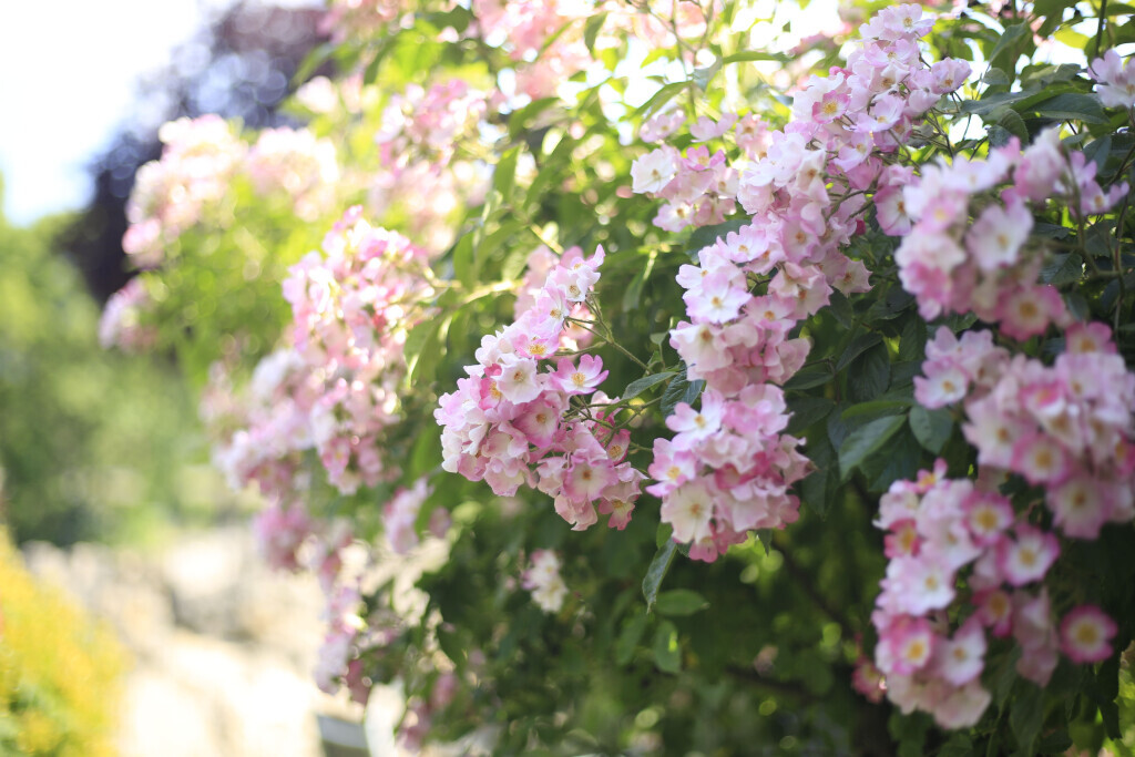 Bilder Elztal Gartenbau