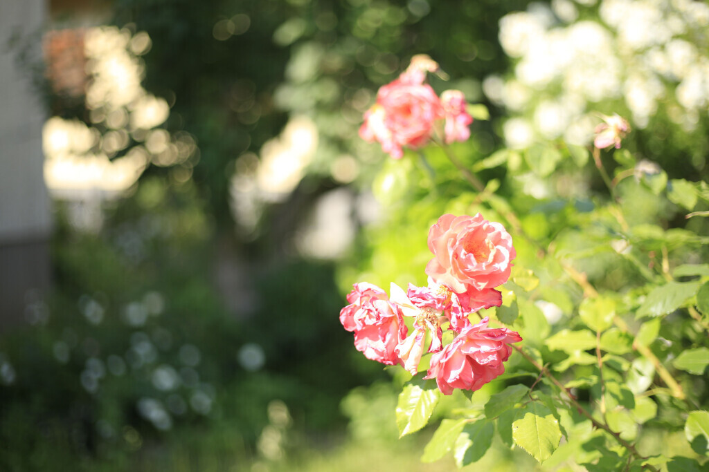 Bilder Elztal Gartenbau