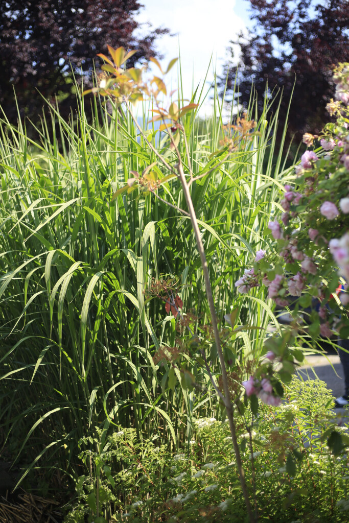 Bilder Elztal Gartenbau