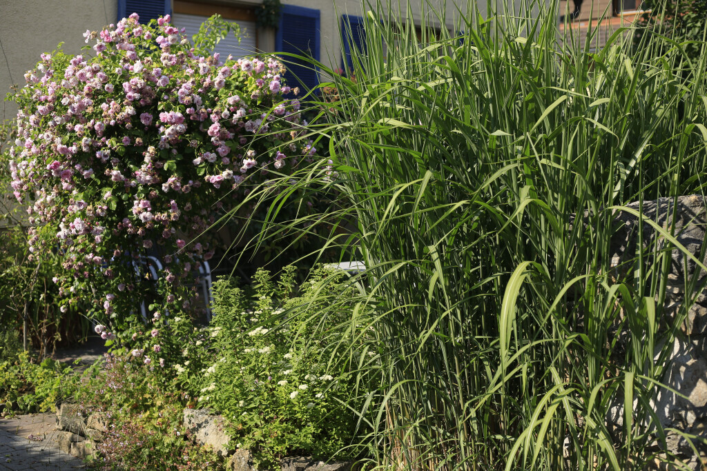 Bilder Elztal Gartenbau