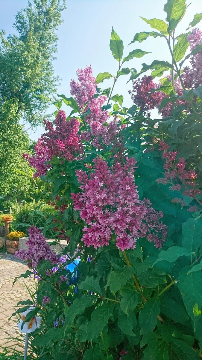 Bilder Ferienhof Fenzl