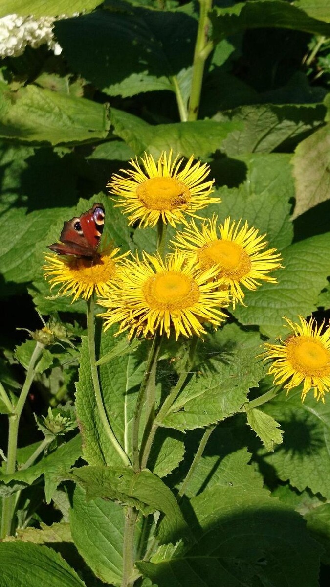 Bilder Ferienhof Fenzl