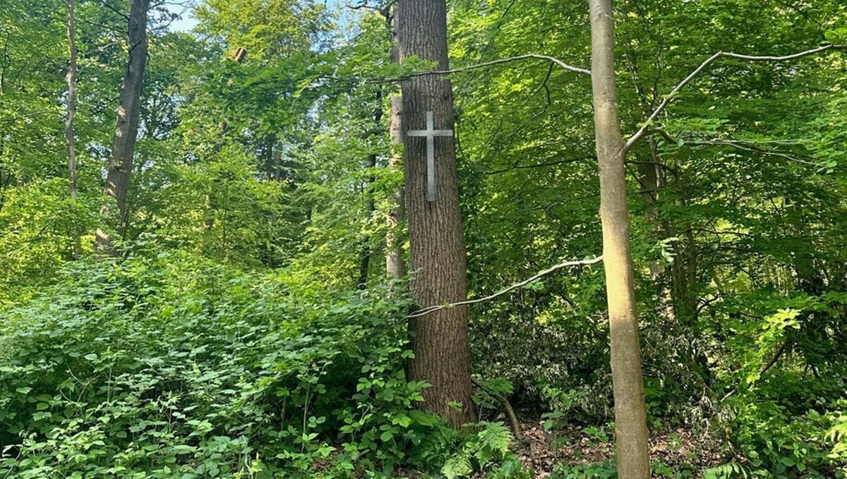 Bilder FriedWald Ostfriesland