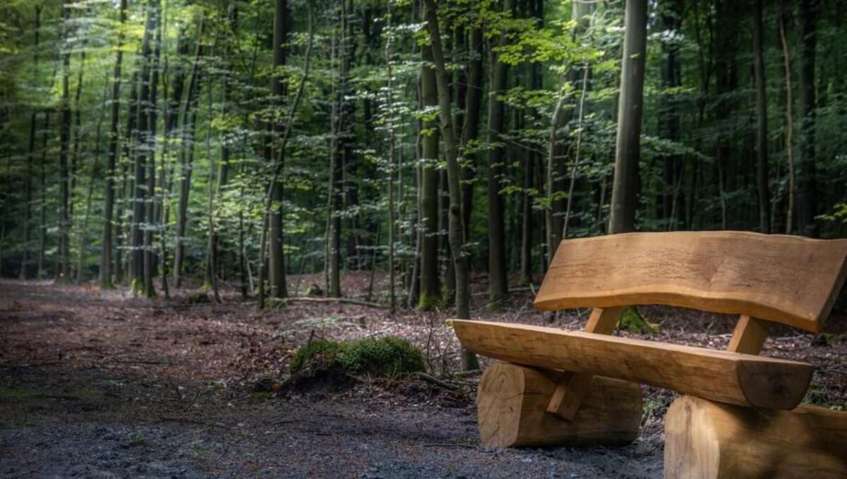 Bilder FriedWald Ostfriesland