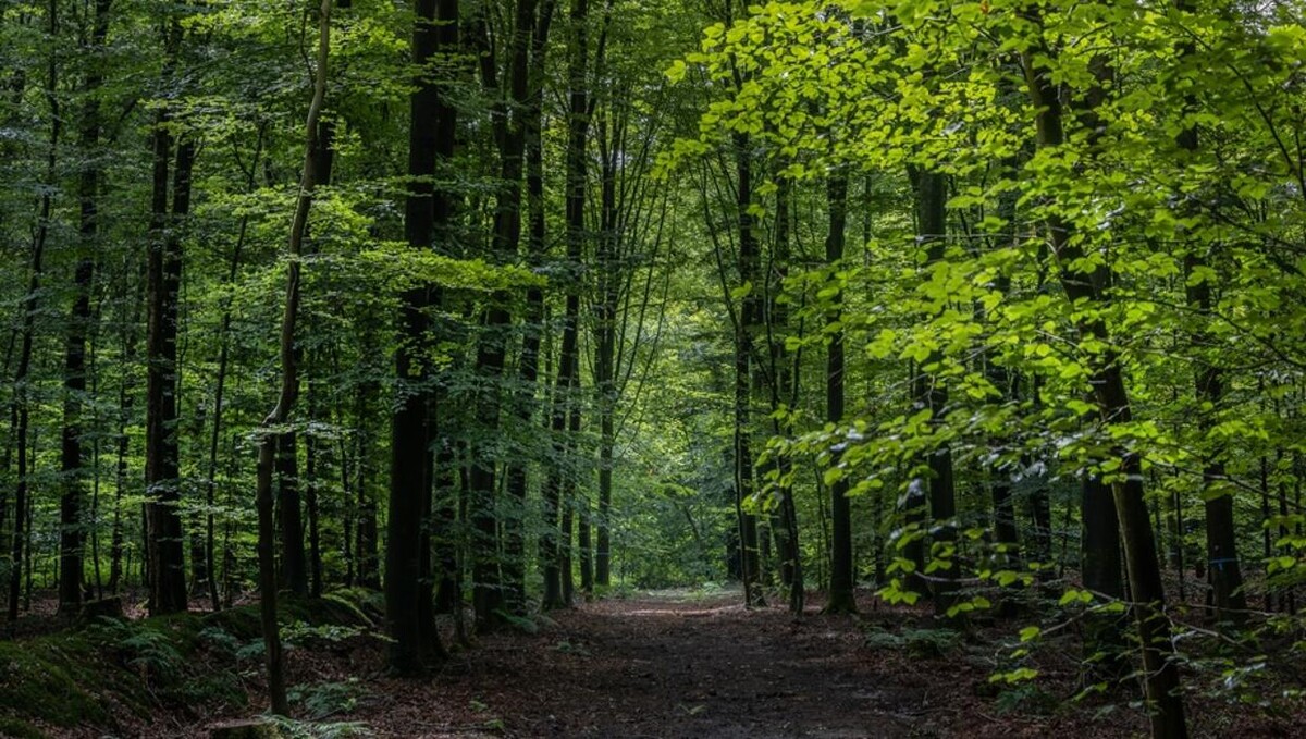 Bilder FriedWald Ostfriesland