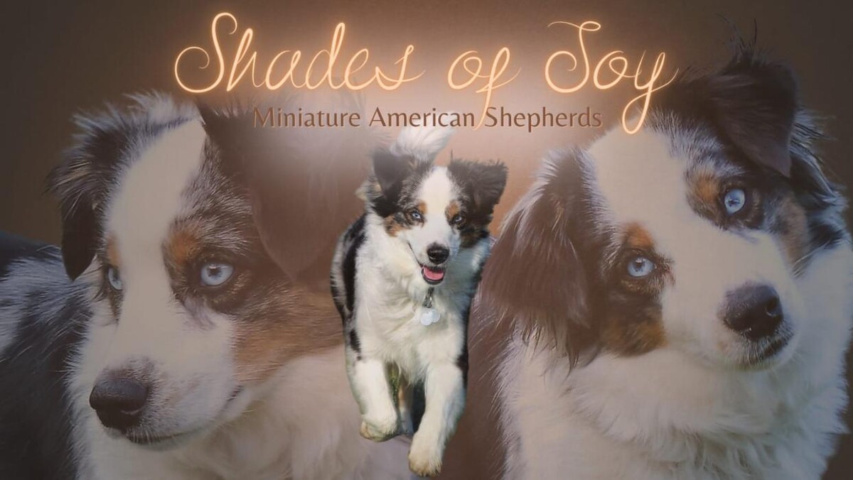 Bilder Shades of Joy - Mini American Shepherd Zucht