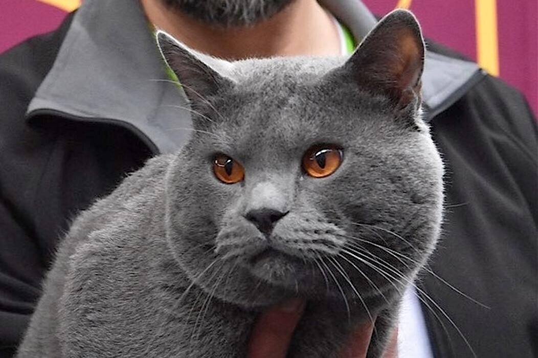 Bilder Chartreux - Kartäuser - aus dem Hause Rene