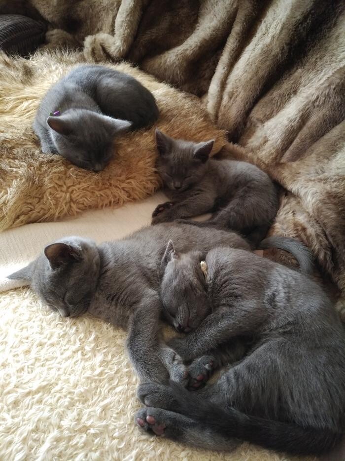 Bilder Chartreux - Kartäuser - aus dem Hause Rene