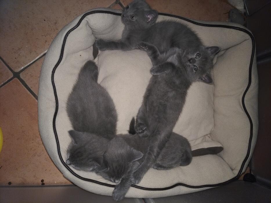 Bilder Chartreux - Kartäuser - aus dem Hause Rene