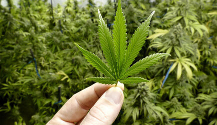 Bilder CBD-Onlineversand24