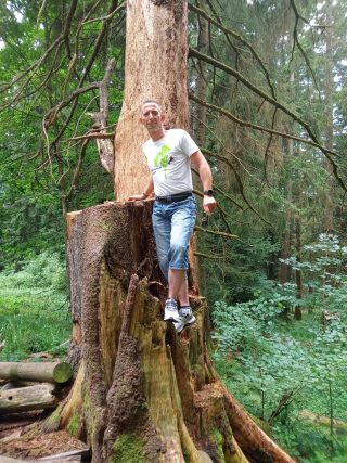 Bilder Baumpflege Dreyer Althoff