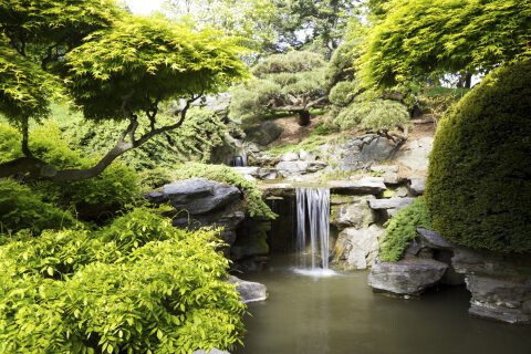 Bilder Baumpflege Dreyer Althoff