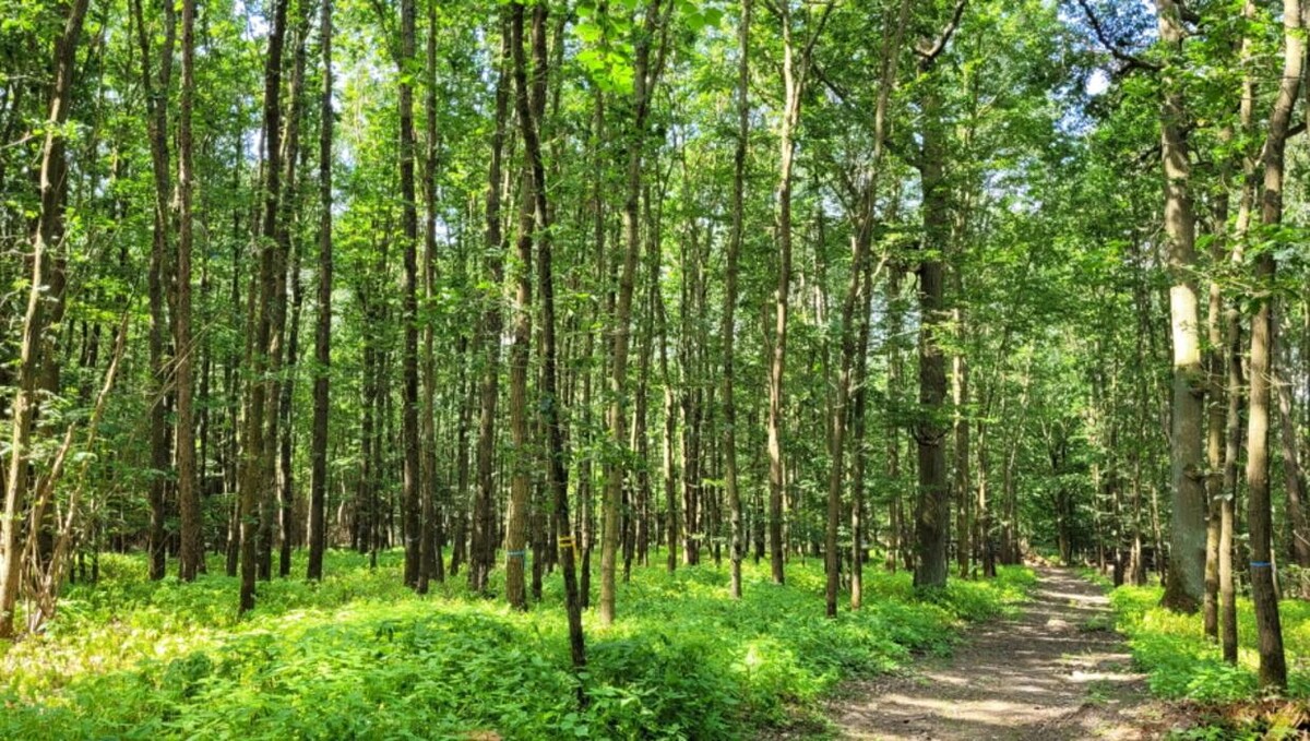 Bilder FriedWald Nassauer Land - Attenhausen