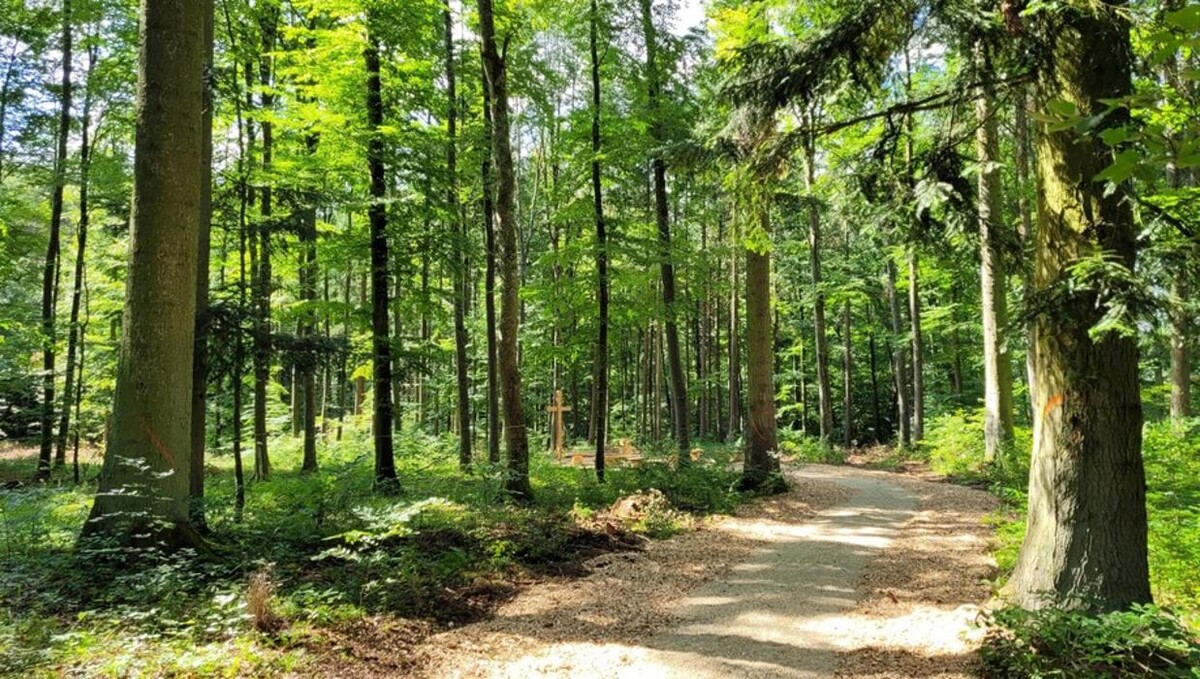 Bilder FriedWald Blaubeuren