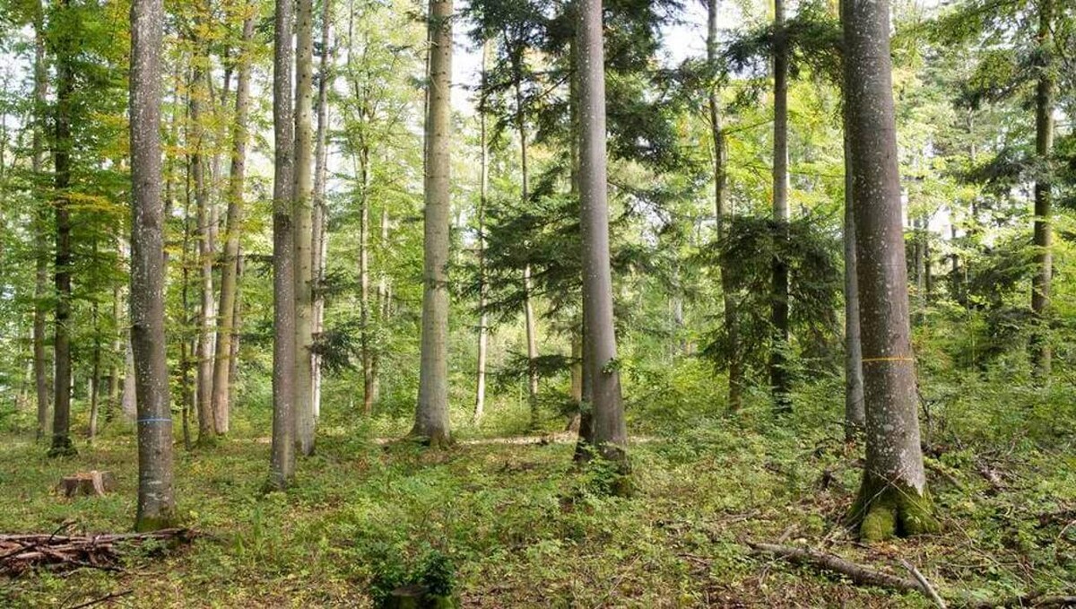 Bilder FriedWald Blaubeuren