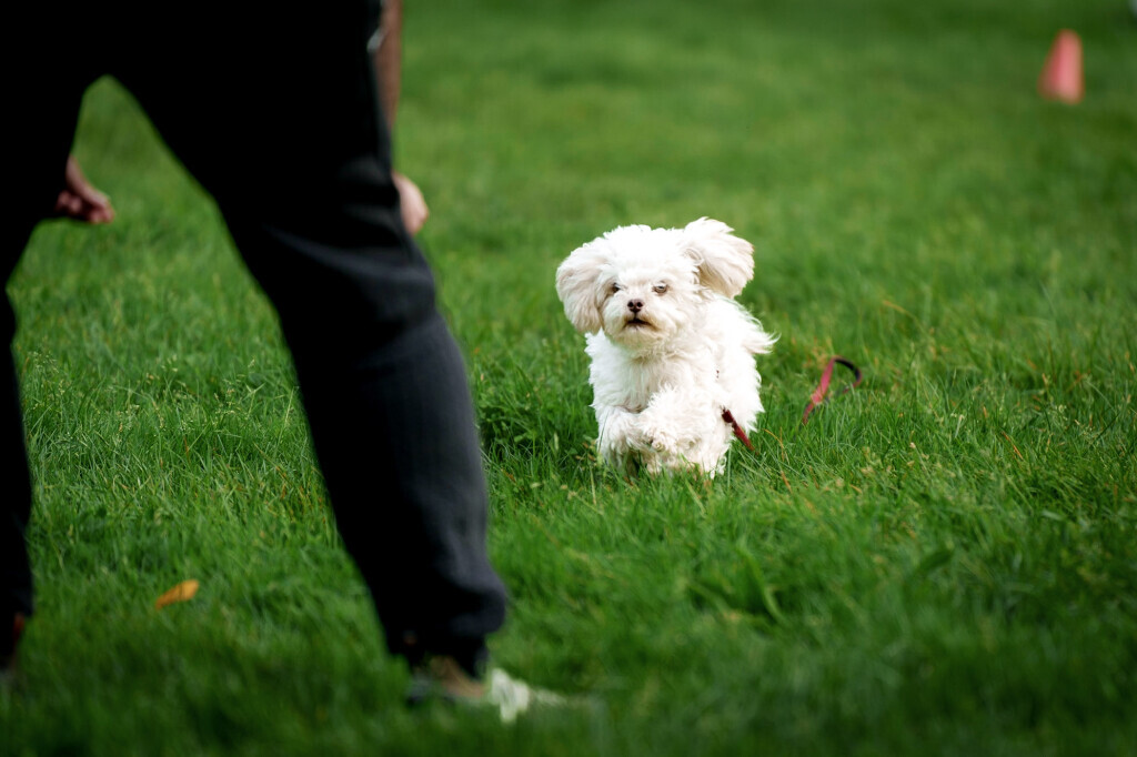 Bilder Hundecoach Melly- Mobil & Individuell